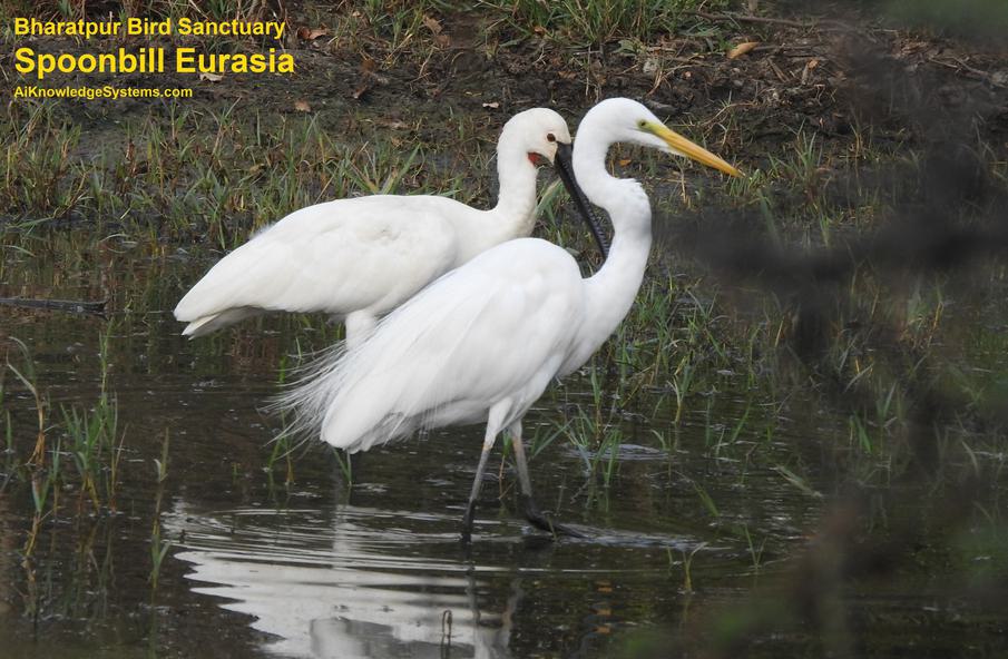 Spoonbill Eurasian (5) Coming Soon